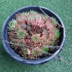 青雲の舞　ハオルチア　多肉植物