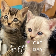 😸６/1 ほごにゃんCOCORO譲渡会のご案内😸