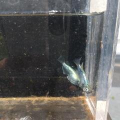 メダカの画像