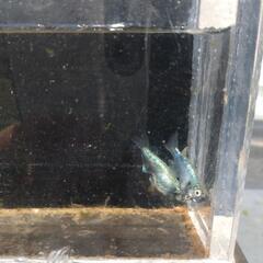 メダカの画像