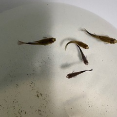 MIXグッピー　若魚！　🤗