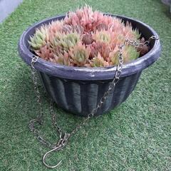 青雲の舞　ハオルチア　多肉植物の画像