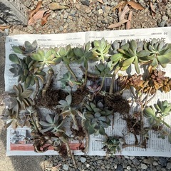 多肉植物