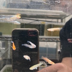 高級？Mixメダカ10匹ずつの画像