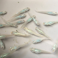 残り１セットのみ値下げめだか深海メダカの画像