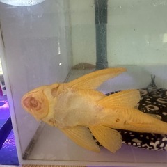 アルビノセルフィンプレコ28cm前後
の画像
