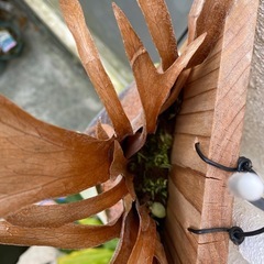 【観葉植物】ビカクシダ  ライディーン (P. Rydeen)の画像