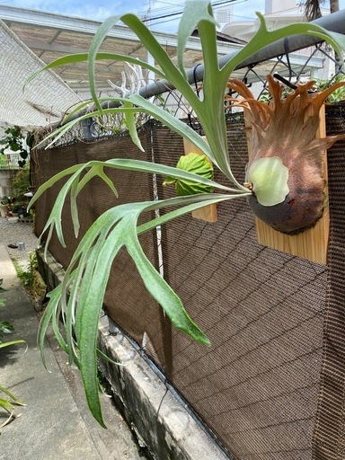 観葉植物】ビカクシダ ライディーン (P. Rydeen)