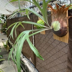 【観葉植物】ビカクシダ  ライディーン (P. Rydeen)の画像