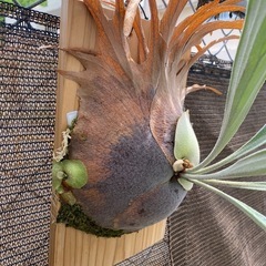 【観葉植物】ビカクシダ  ライディーン (P. Rydeen)の画像