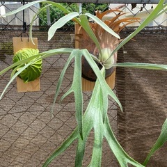 【観葉植物】ビカクシダ  ライディーン (P. Rydeen)の画像