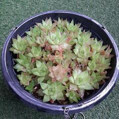 シンビフォルミス　ハオルチア　多肉植物
