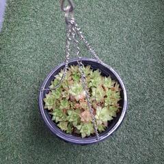 シンビフォルミス　ハオルチア　多肉植物の画像