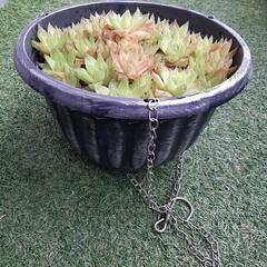 シンビフォルミス　ハオルチア　多肉植物の画像