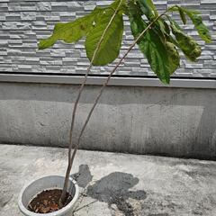 ポポー実生苗　No.1の画像