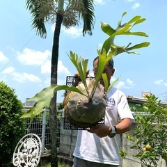 【観葉植物】 ◉ビカクシダ　ネザーランド　