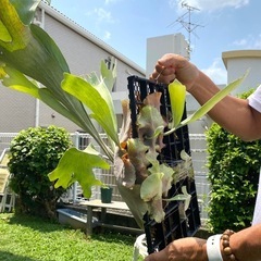 【観葉植物】 商談中　◉ビカクシダ　ネザーランド　の画像