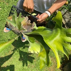 【観葉植物】 商談中　◉ビカクシダ　ネザーランド　の画像