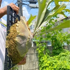 【観葉植物】 商談中　◉ビカクシダ　ネザーランド　の画像