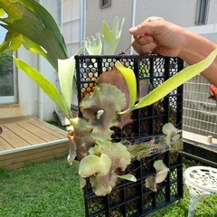 【観葉植物】 商談中　◉ビカクシダ　ネザーランド　の画像
