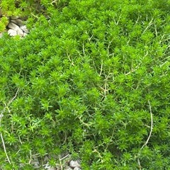無料☘️採り放題☘️多肉植物　セダム　森村万年草