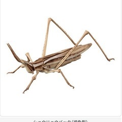 【新品未開封/3割引】いきもの大図鑑アドバンスオオカマキリとショウリョウバッタの画像