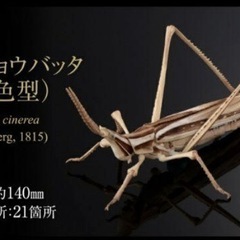 【未開封/2割引】いきもの大図鑑アドバンスオオカマキリとショウリ...