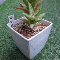 翡翠殿　多肉植物　アロエの画像