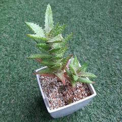翡翠殿　多肉植物　アロエの画像