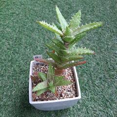 翡翠殿　多肉植物　アロエ
