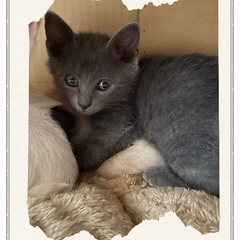 🩶6月8日(日)🩶筑紫野ベレッサほご猫譲渡会🩶11時から15時