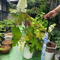 アジサイの画像
