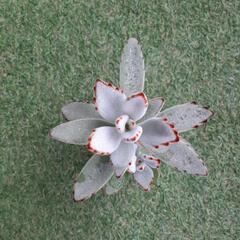 月兎耳　多肉植物の画像