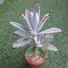 月兎耳　多肉植物の画像