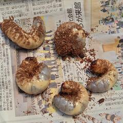 カブトムシ幼虫　五匹　