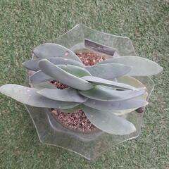 神刀　多肉植物　クラッスラ属の画像