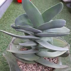 神刀　多肉植物　クラッスラ属の画像