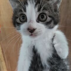子猫里親