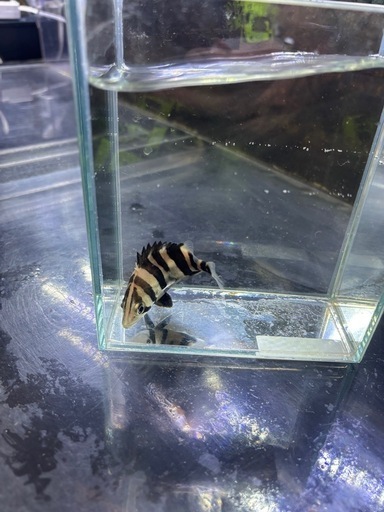 ダトニオプラスワン
