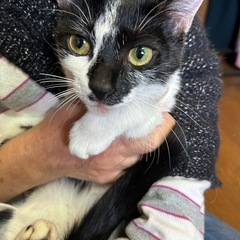 里親募集　保護猫5月くらいの女の子人懐っこいです
