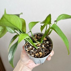 ポトス グリーンの画像