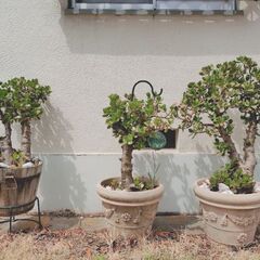 金のなる木
