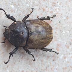 外国産カブトムシ　サビイロカブトムシ　♀の画像