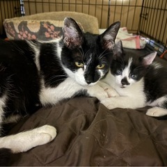 子猫くんと一緒に親子で里親さん希望です