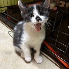 子猫くんと一緒に親子で里親さん希望です − 三重県