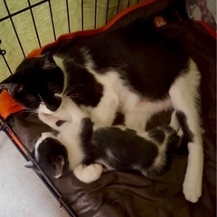子猫くんと一緒に親子で里親さん希望です - 多気郡
