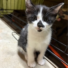 子猫くんと一緒に親子で里親さん希望です - 猫