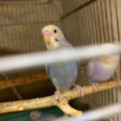 セキセキインコ里親探し右指欠落あり1,000円で宜しくお願…