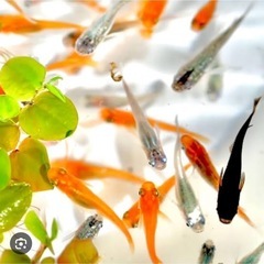 メダカ　金魚　譲って下さい。