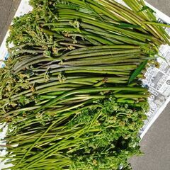 わらび　アク抜き済　500グラム